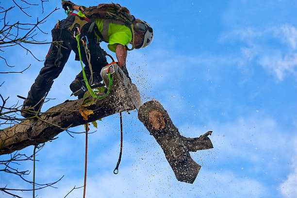 Trusted Keewatin, MN Tree Removal Services Experts